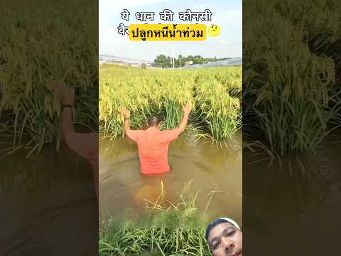 ข้าวพันธุ์อะไร ปลูกนี้น้ำท่วม🌾 #farming #ชาวนา #นาข้าว #น้ำท่วม #viral #shorts #youtubeshorts