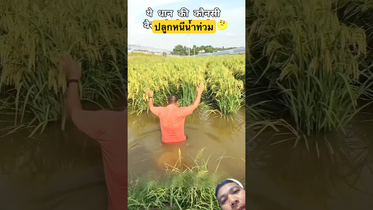 รู้จักข้าวพันธุ์ทนทาน น้ำท่วม 🌾 เคล็ดลับปลูกข้าวในฤดูน้ำหลาก