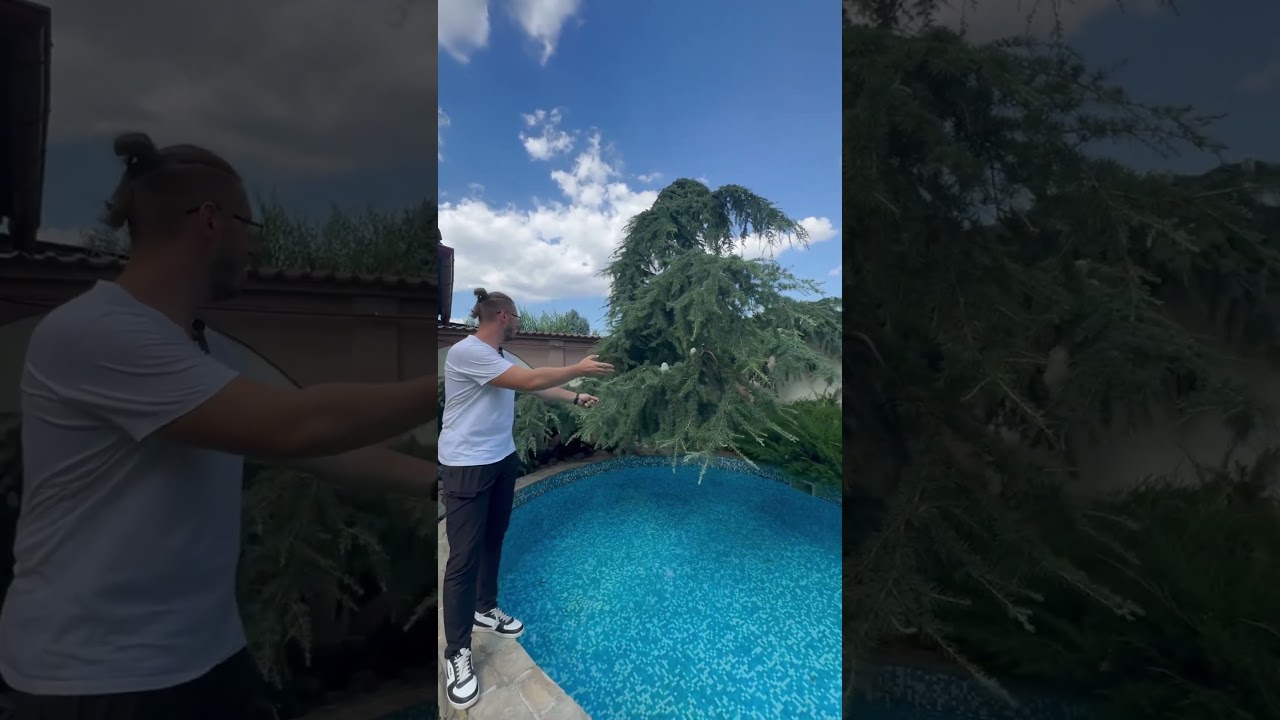 Cedru Pendul: Elegant Wooden Pendulum Clock