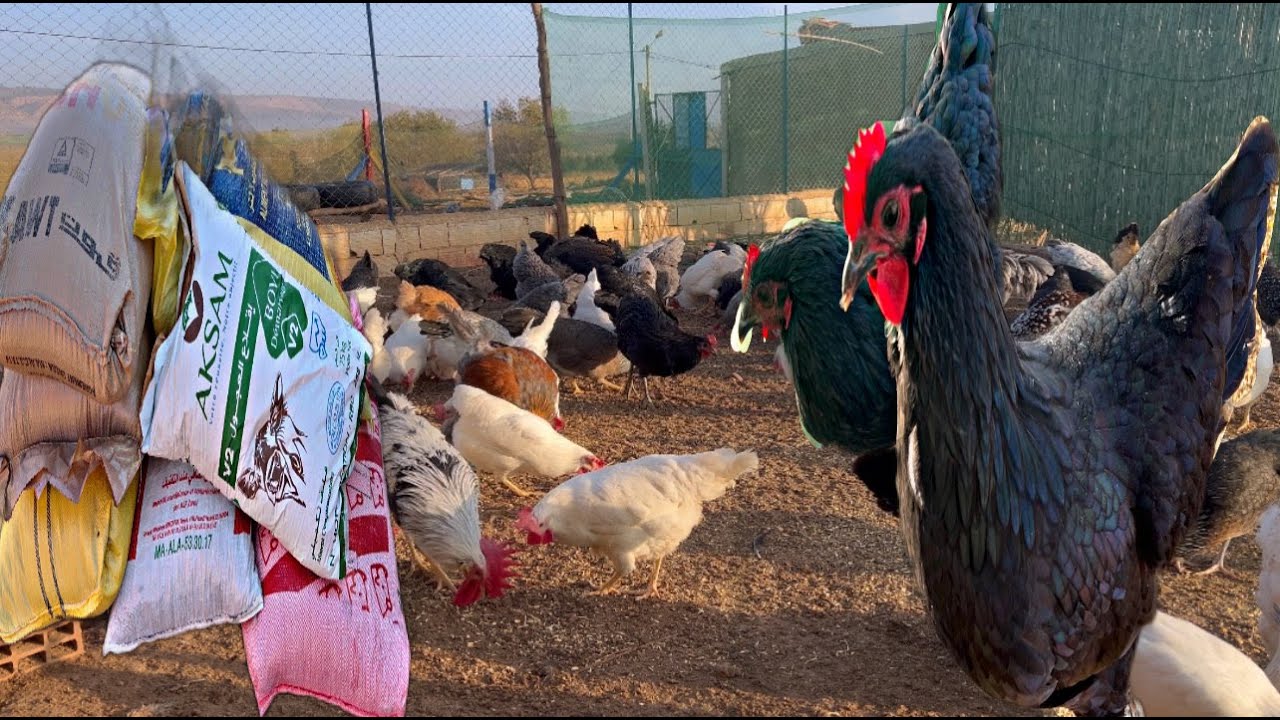 نصائح لتربية الدجاج في البادية وكيفية التعامل مع العجول الصغيرة 🐥