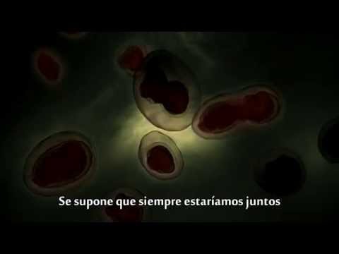 Madonna - Forbidden Love (2005) (Subtitulada en Español)