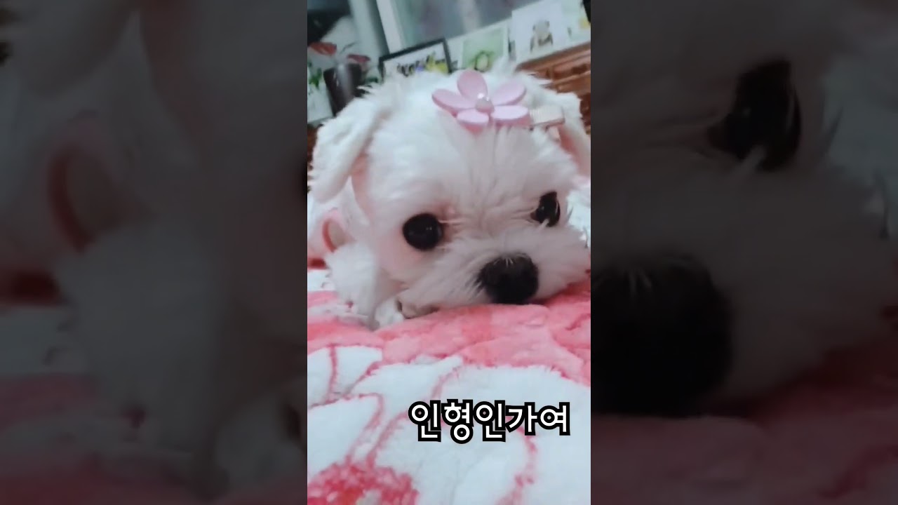귀여운 말티즈 멍때리기 영상 🐶