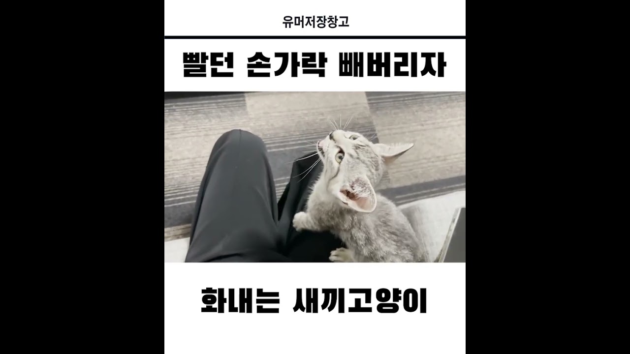 손가락 빼는 새끼고양이 😺