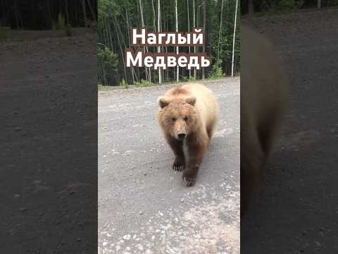 Когда тебя хочет сожрать Медведь #медведь #камчатка