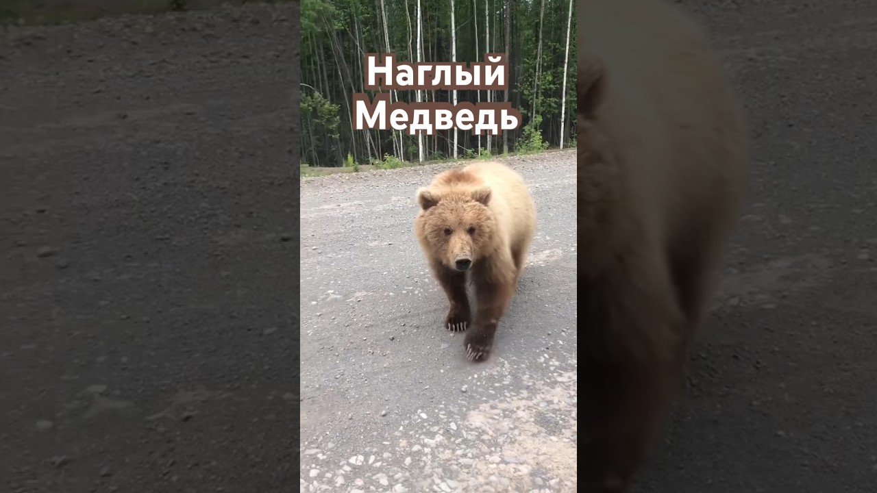 Что делать, если медведь нападает на Камчатке 🐻