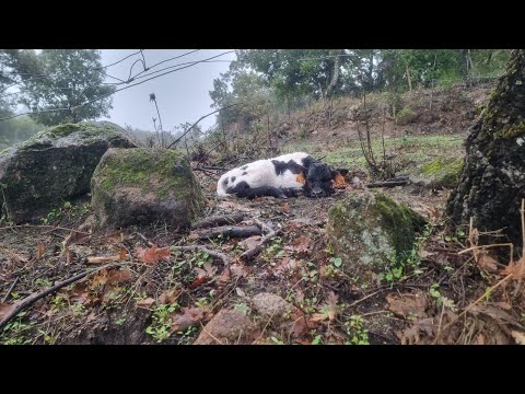 Buenos días de viernes