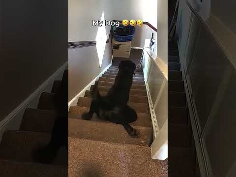 My Friend's Dog vs My Dog 😂😂😂