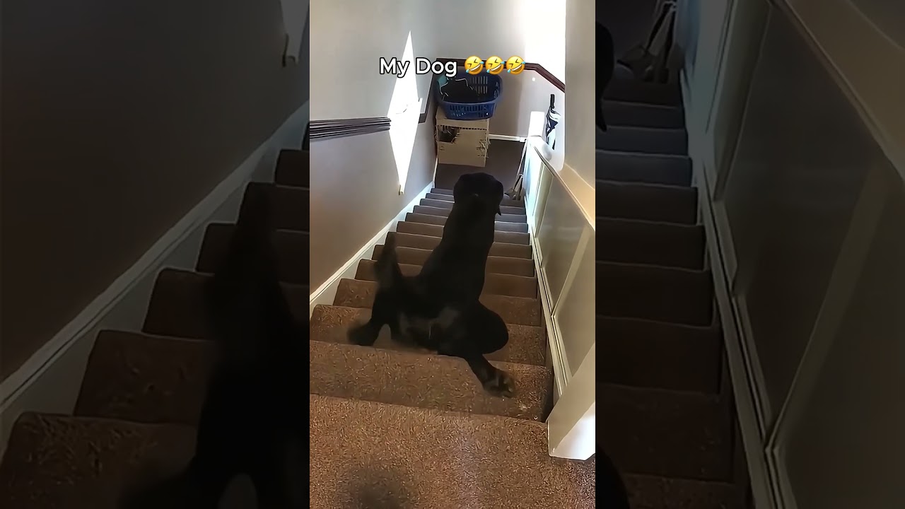 Hilarious Dog Showdown: My Friend's Dog vs My Dog 🐶