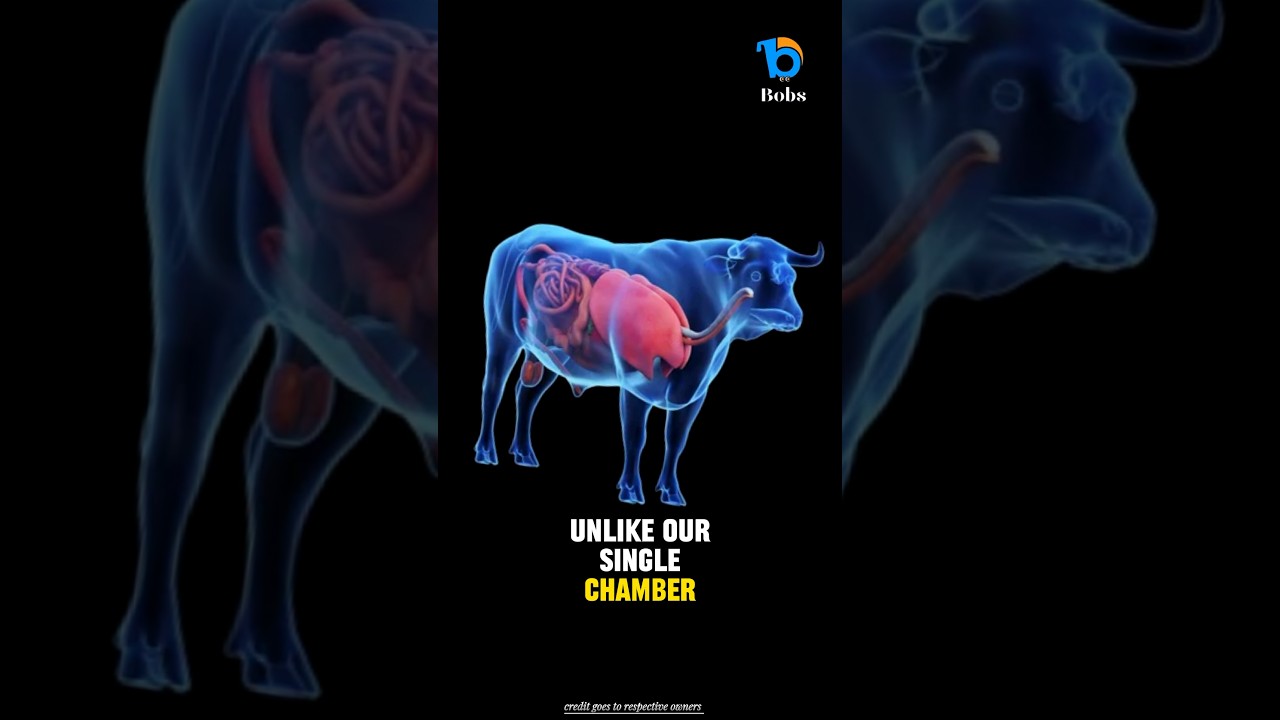 How Cows Convert Grass into Milk π