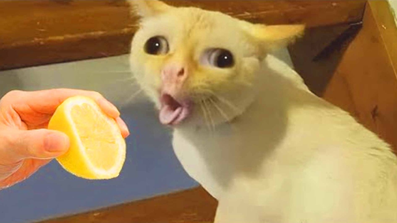 20 Menit Video Kucing Lucu, Bikin Ngakak π