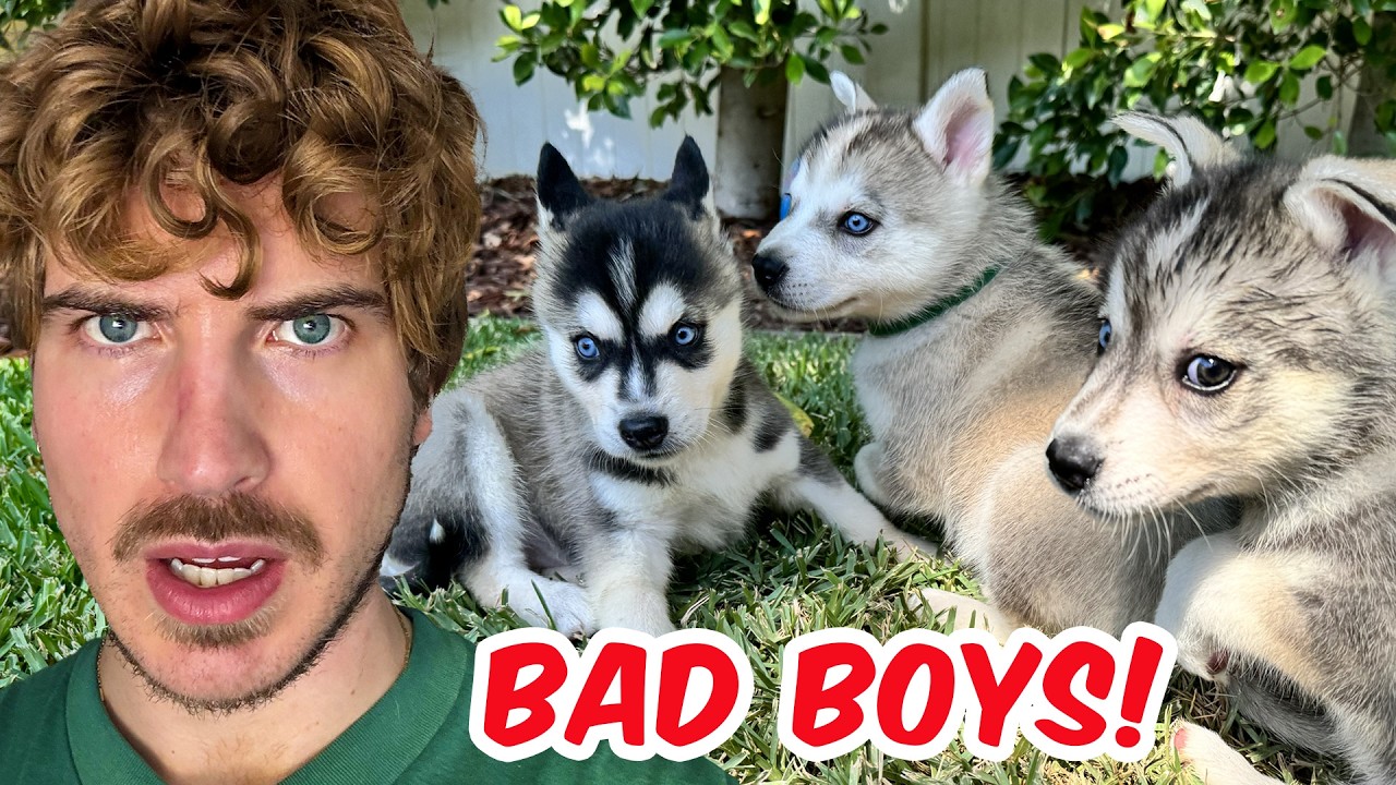 Cute Rescue Puppies Escape Their Pen! 🐶 Watch the Adorable Chaos