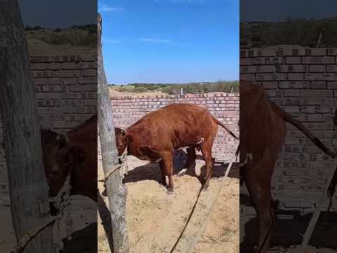 Cattle management Cattle price trend forecast Bull market analysis 238