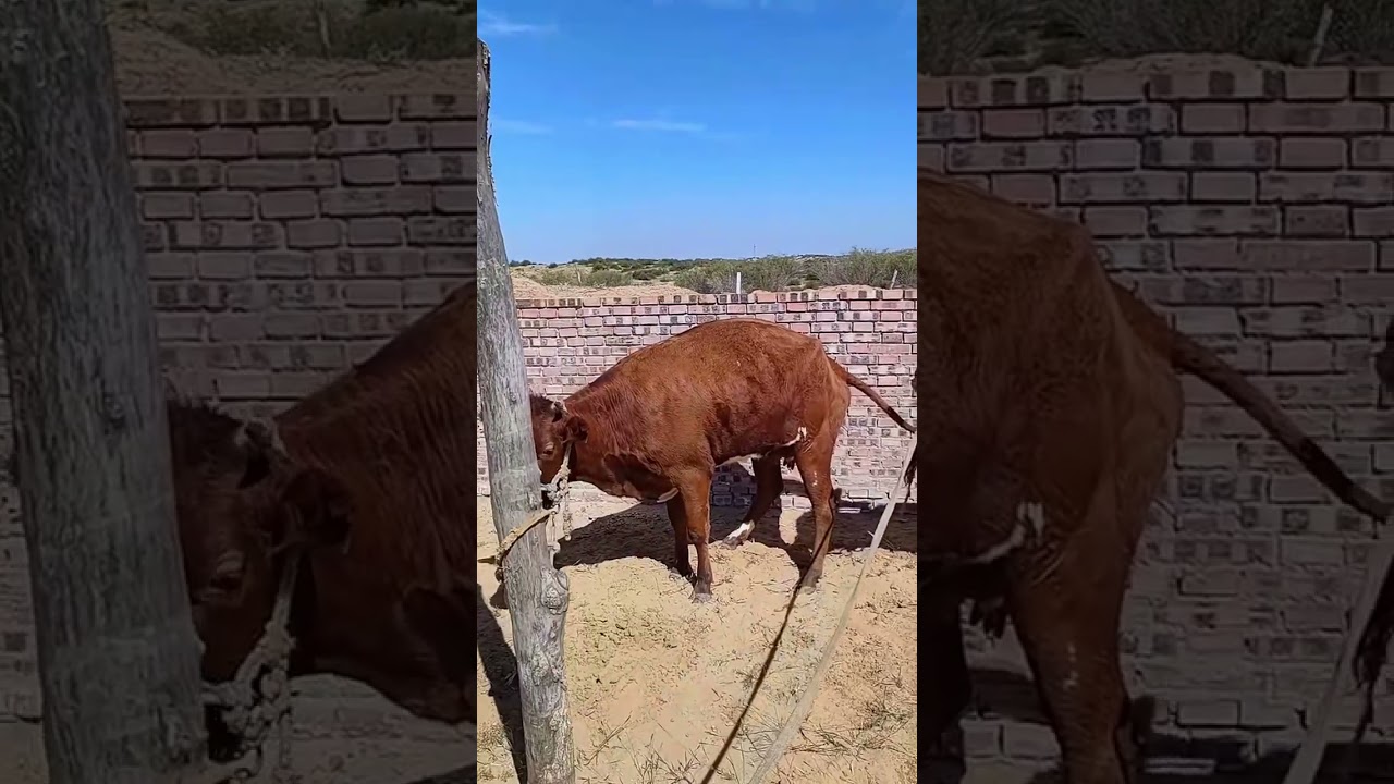 Cattle Management and Market Trends: Analyzing Price Forecasts