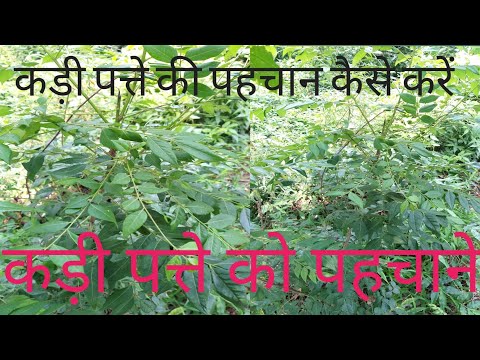 कड़ी पत्ते की पहचान # कड़ी पत्ते को कैसे पहचाने #kadhi patta 🌲🌲🌳☘🌿🌿🌾🌵🌴