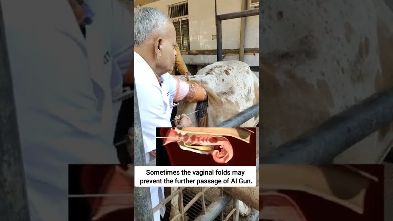 Cow Artificial Insemination Step-by-Step 🐄