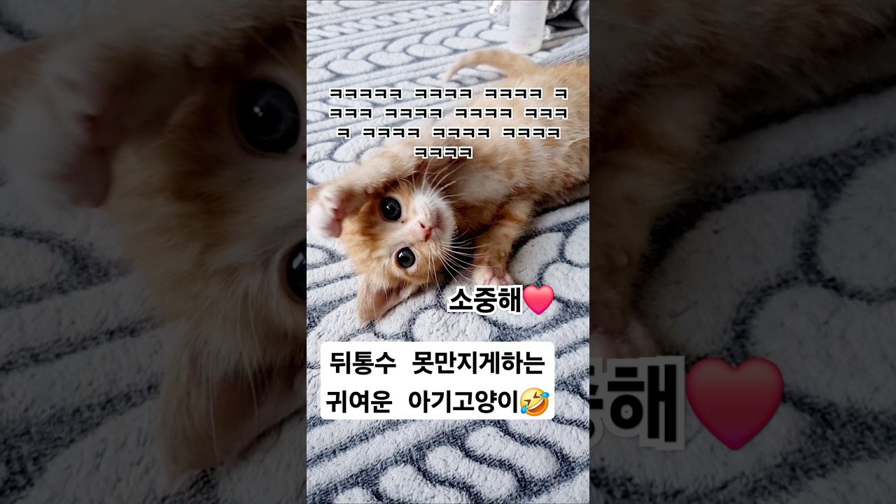 귀여운 아기고양이 뒤통수 만지고 싶어요 🐱