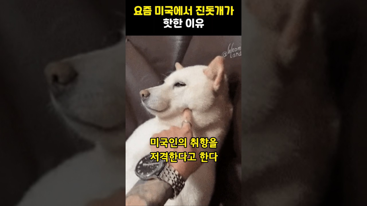 미국서 인기 급증한 한국 진돗개 🐕