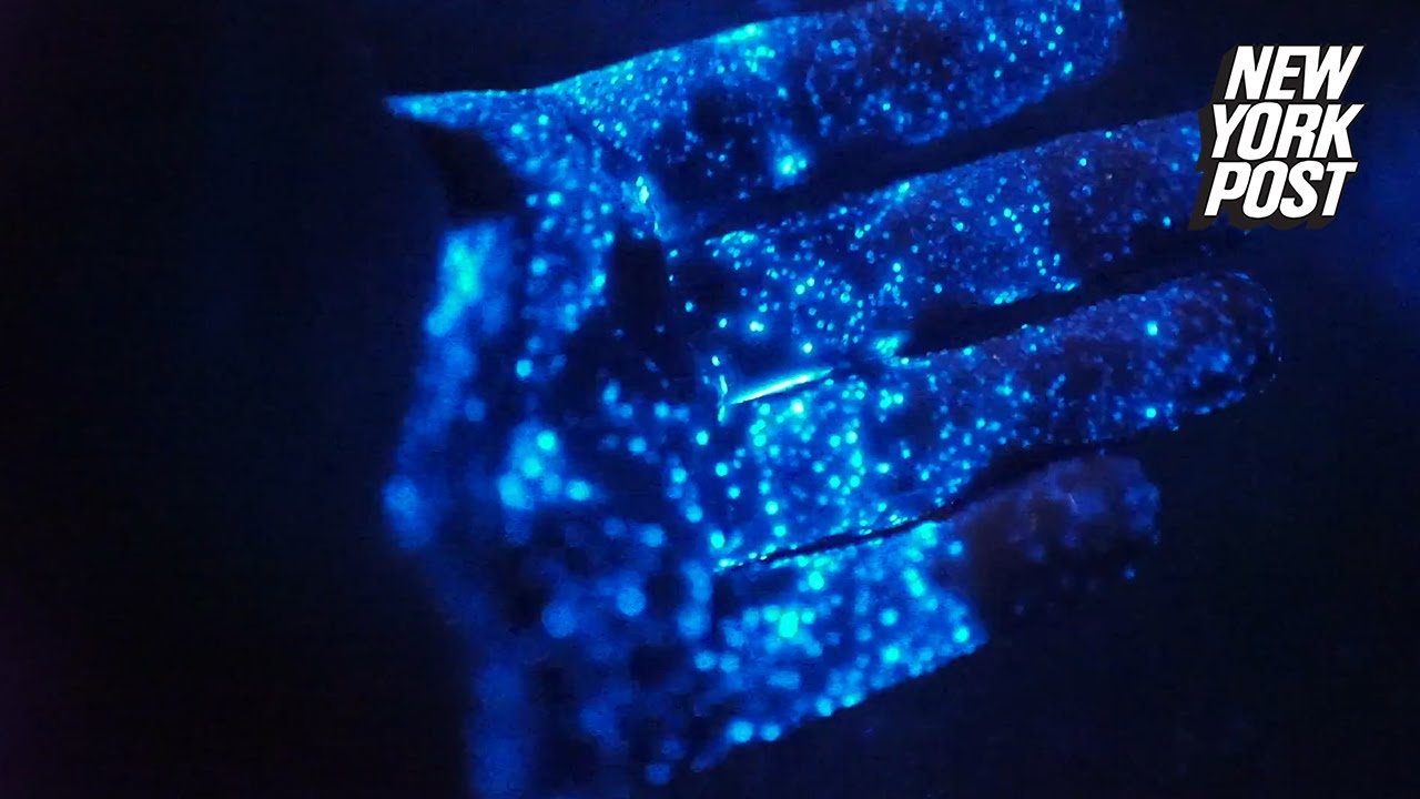 Glittering Algae Lights Up Jervis Bay 🌊