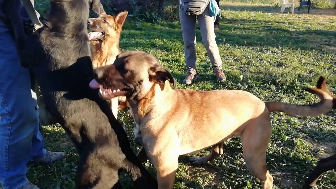 Sonia 24899 Triple A - March 2019