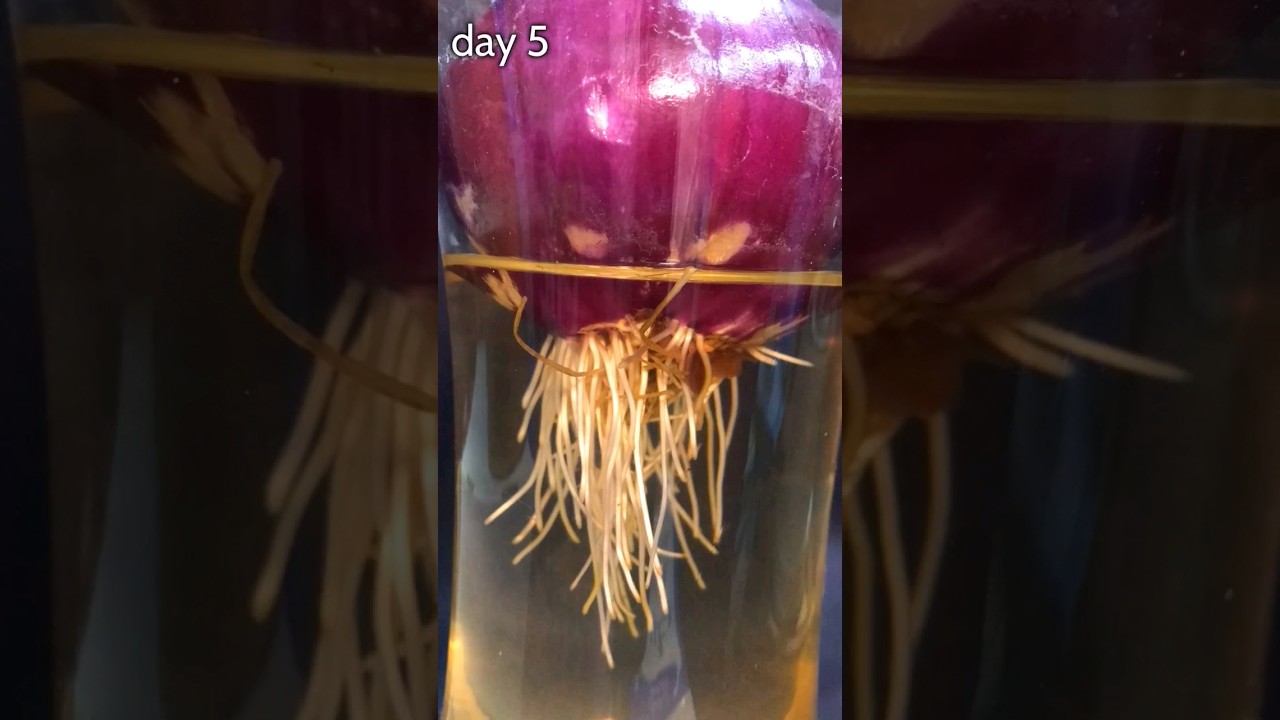 17 Days of Onion Growth in 12 Seconds 🌱