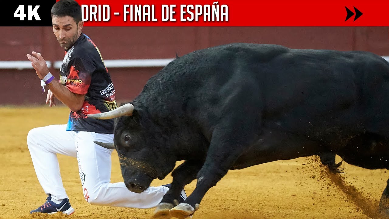 Final de España de Recorte Libre con Toros 2021 🐂