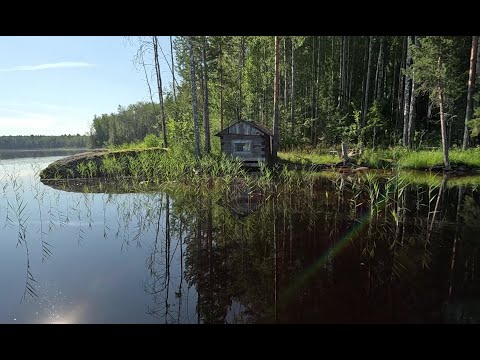 Рыбалка с ночевкой в Карельской тайге. Ловля огромного окуня на плотву.