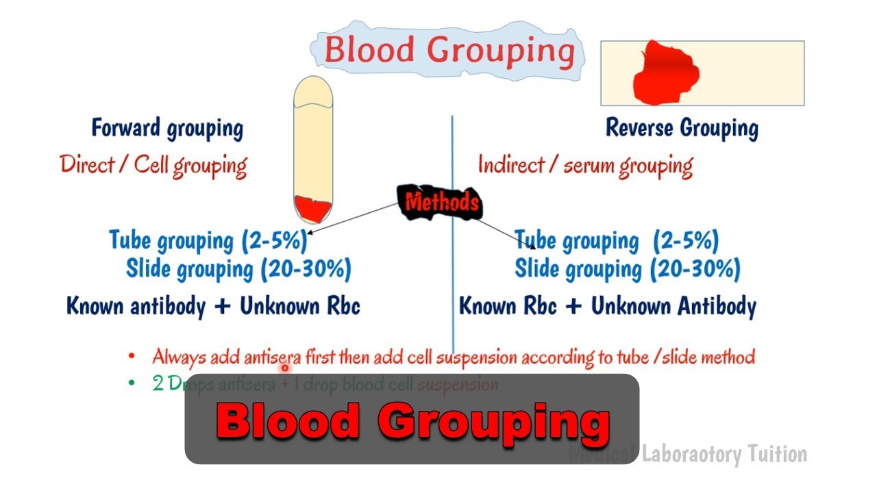 Comprehensive Blood Group Testing: Forward and Reverse Grouping, H Antigen Analysis
