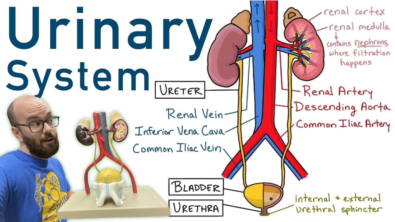 Urinary System: Structure, Function & 3D Models