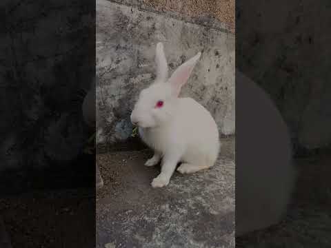 Parindey - B Praak | Gippy Grewal, Sargun Mehta & Roopi Gill | Avvy Sra | Latest Punjabi Songs 2024