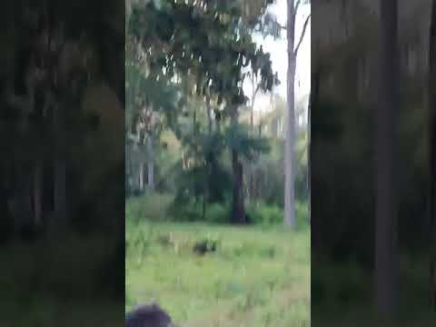 Tiger Hunts Wild Boar at Kabini π