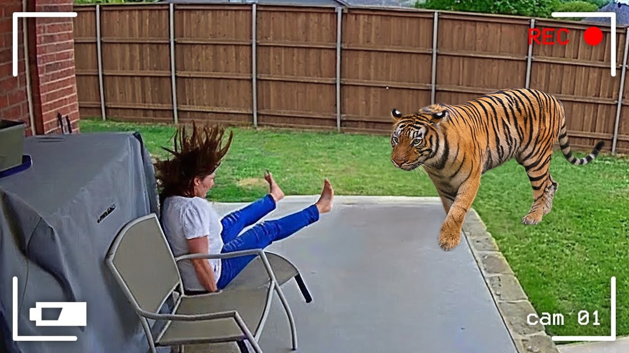 Wild Animals Invade Cities: Top Funny Moments 2025 🐾