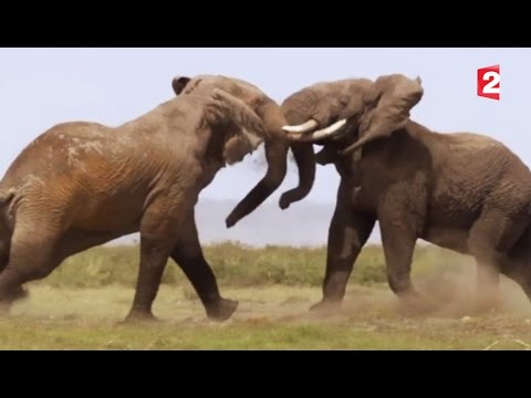 Combat d'éléphants impressionnant - ZAPPING SAUVAGE