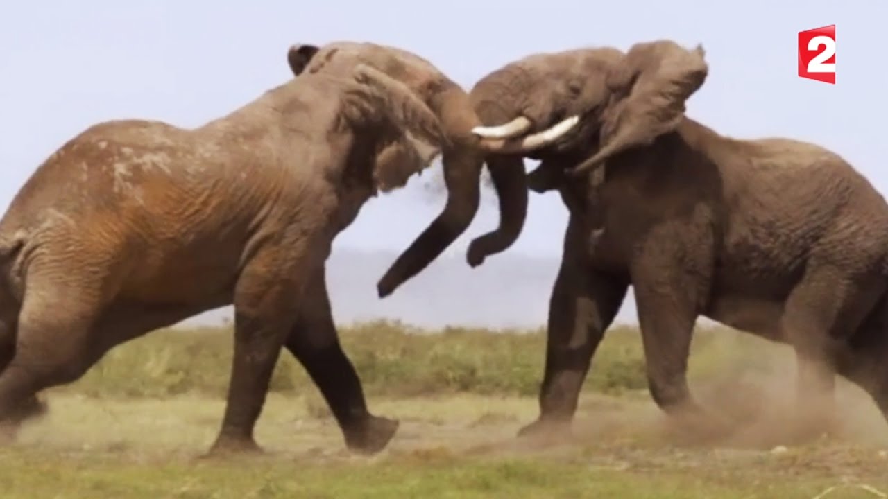 Combat impressionnant d'éléphants - ZAPPING SAUVAGE