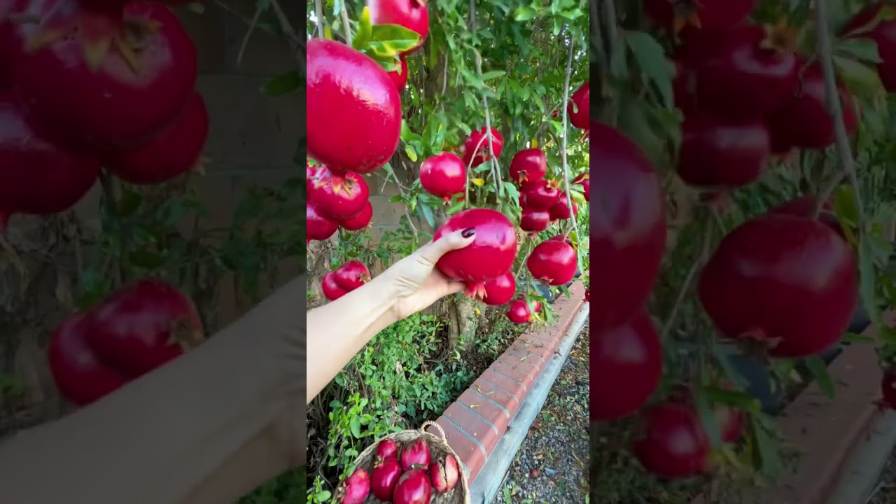 Homegrown Pomegranate ๐