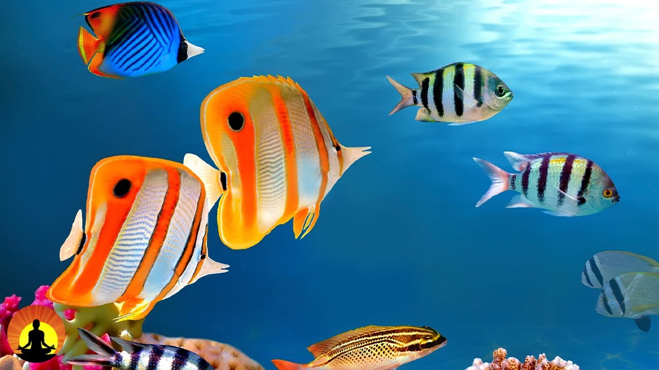 Relaxing Guitar & Calming Music for Sleep & Study 🎸