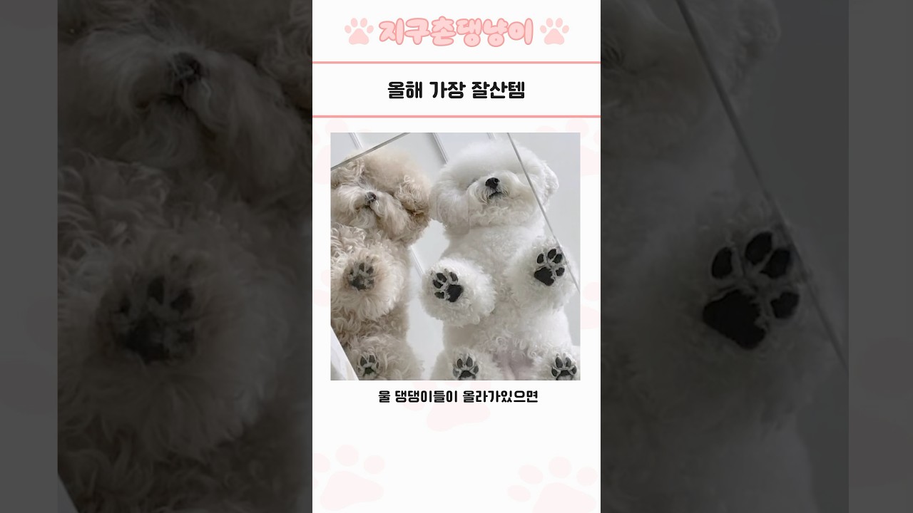 심쿵사 주의 귀여운 동물 모음 98탄