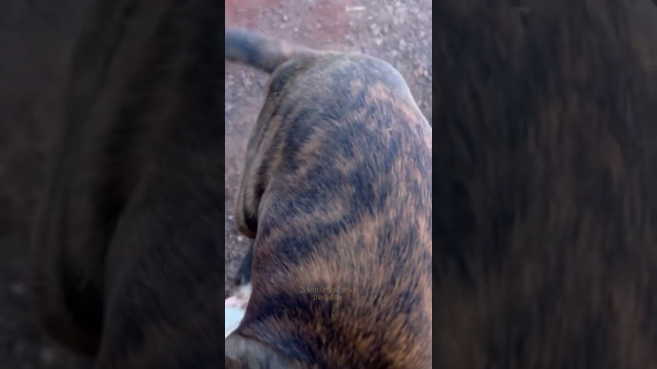 Amizade Animal: Laços de Carinho e Lealdade 🐾