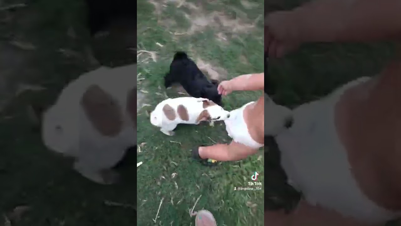 Забавные моменты: собаки и дети в коротких видео 😂🐶