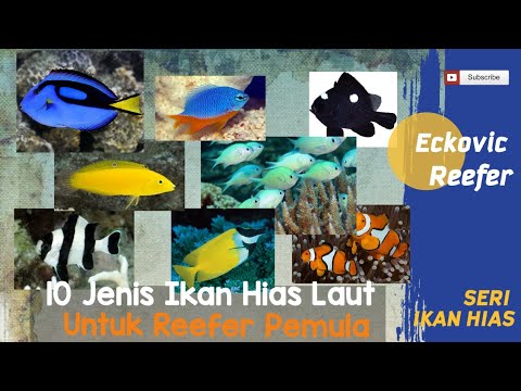 10 Ikan Hias Laut Mudah Perawatannya 🐠