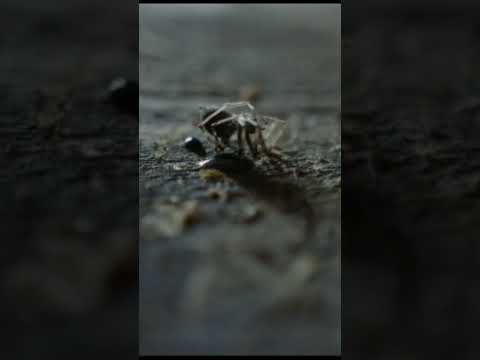 THE HEAD HUNTER MOVIE #trending #shorts #movie 2023