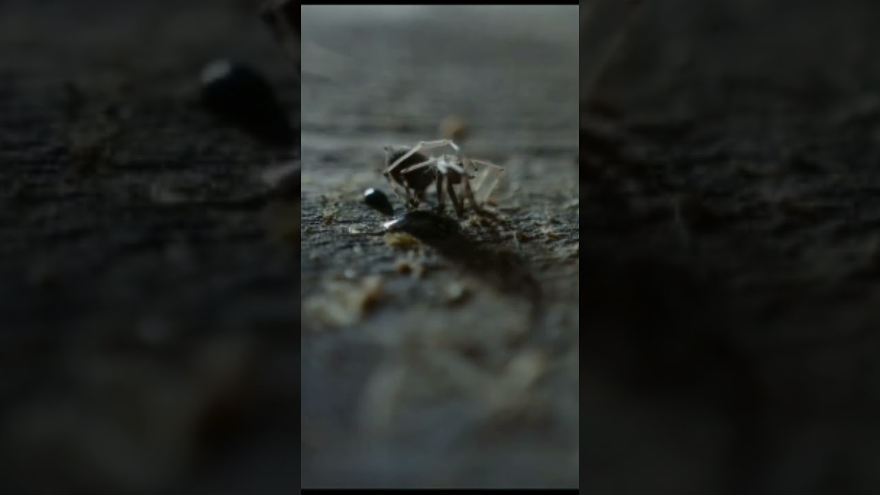 The Head Hunter (2019) – Dark Medieval Fantasy Thriller 🎥