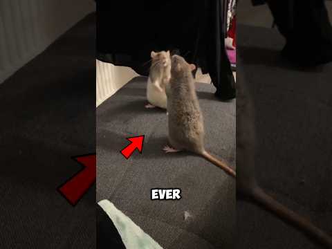 Never Do THIS If You See a Mouse at Home! 🐭 (Most People Make This Mistake)