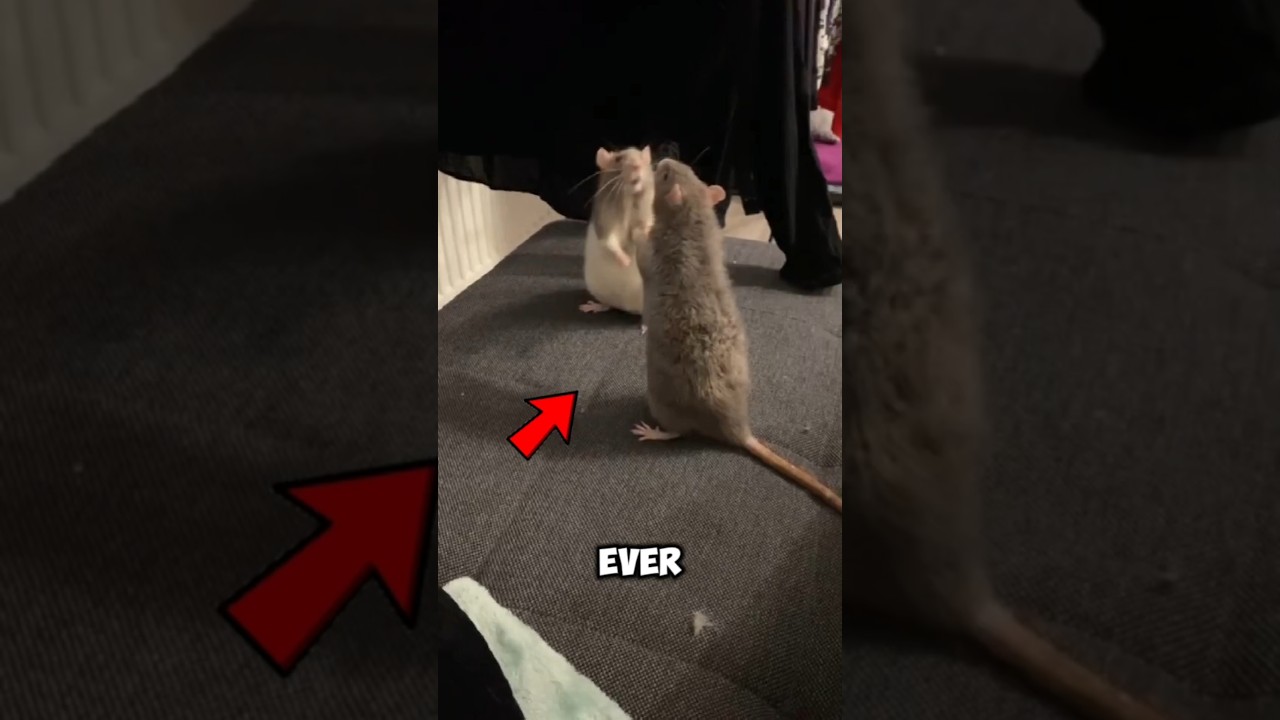 What Not to Do When You See a Mouse at Home
