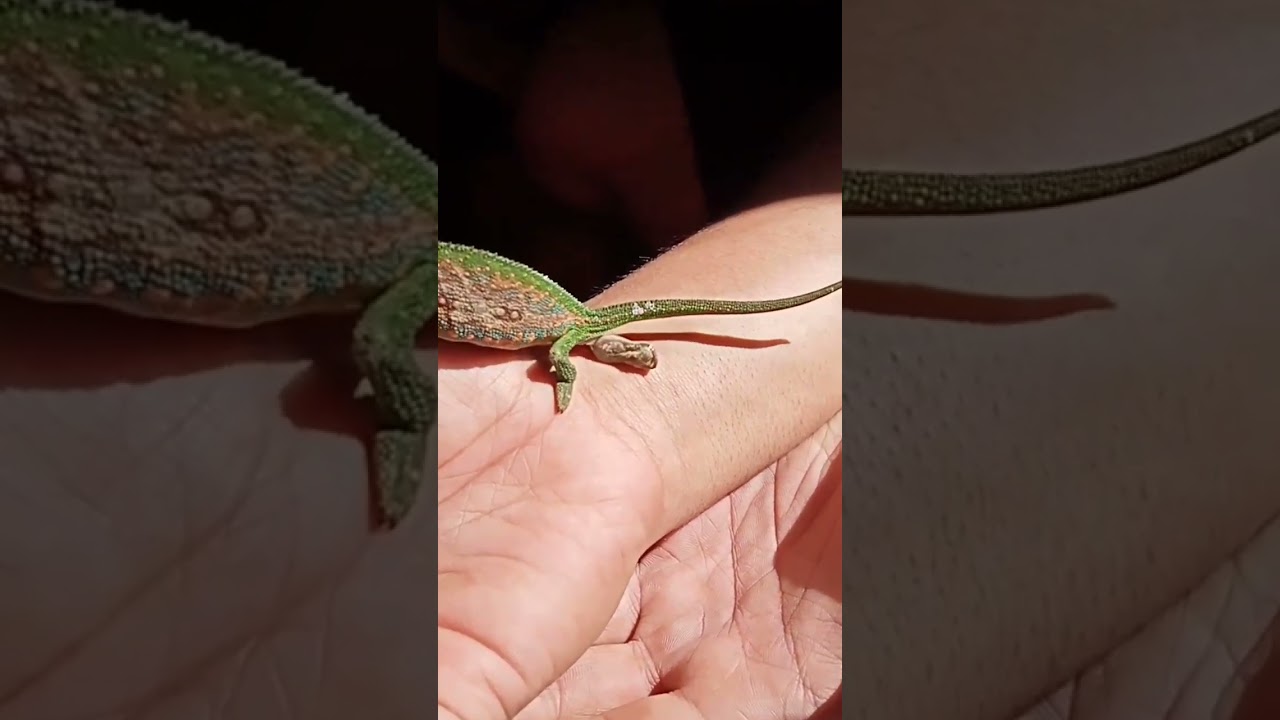 Nature's Marvel: Baby Chameleon Birth 🦎