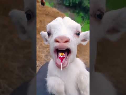 خروف العيد جوعان🐑😲 #shorts