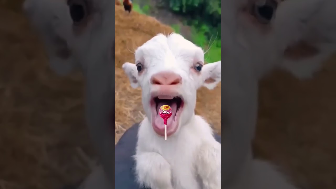 هل خروف العيد جائع؟ 🐑 اكتشف المفاجأة في هذا الفيديو القصير!