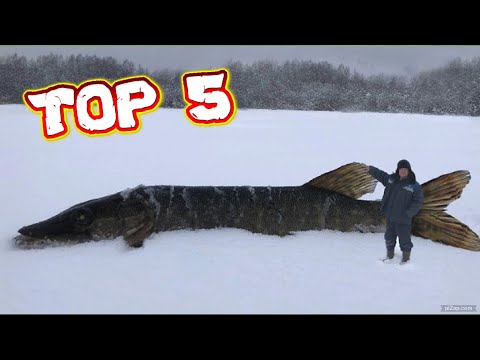 Топ 5 самых больших щук когда либо существовавших на всей планете. Рекордно большие щуки
