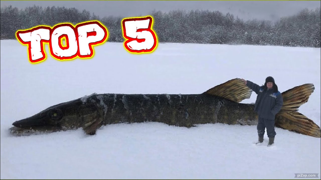 Топ 5 рекордных крупнейших щук в истории 🌊