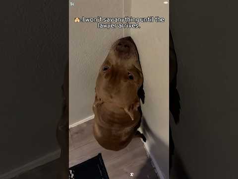 Drama queen dog-is there anyone more dramatic than them?🐶😂😂#funny #funnypets #dog #dogslife #fyp