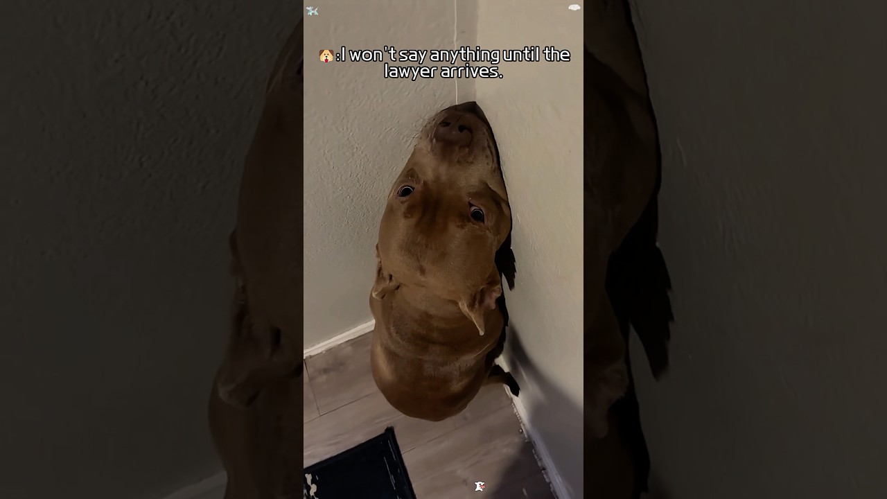 Drama Queen Dog 🐶😂